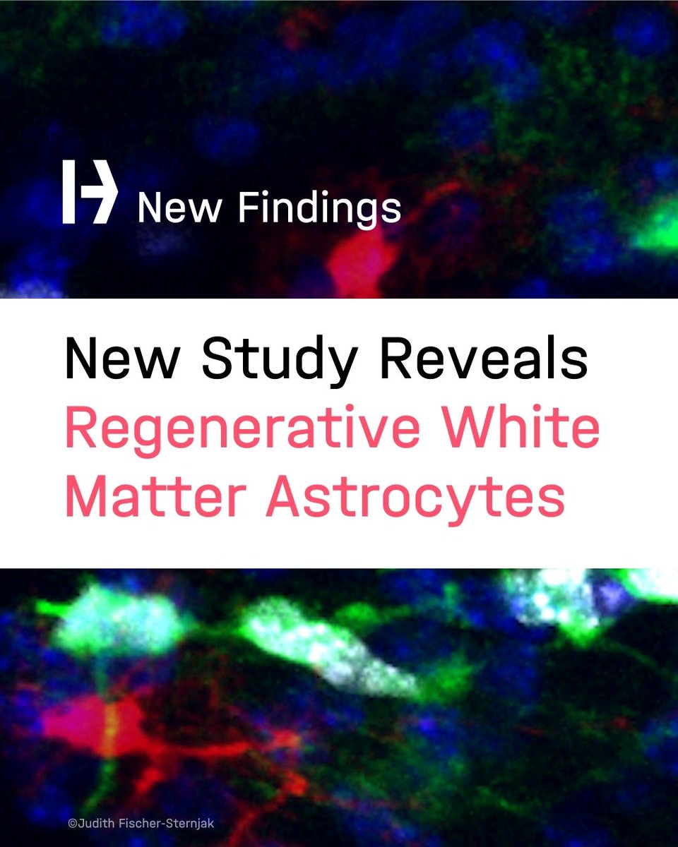 Study Reveals White Matter Astrocytes with Regenerative Potential 🧠
👉t1p.de/ie4s3

A team led by Dr. Judith Fischer-Sternjak and Prof. Magdalena Götz has identified distinct white matter astrocyte subtypes, including one with the unique ability to proliferate - a