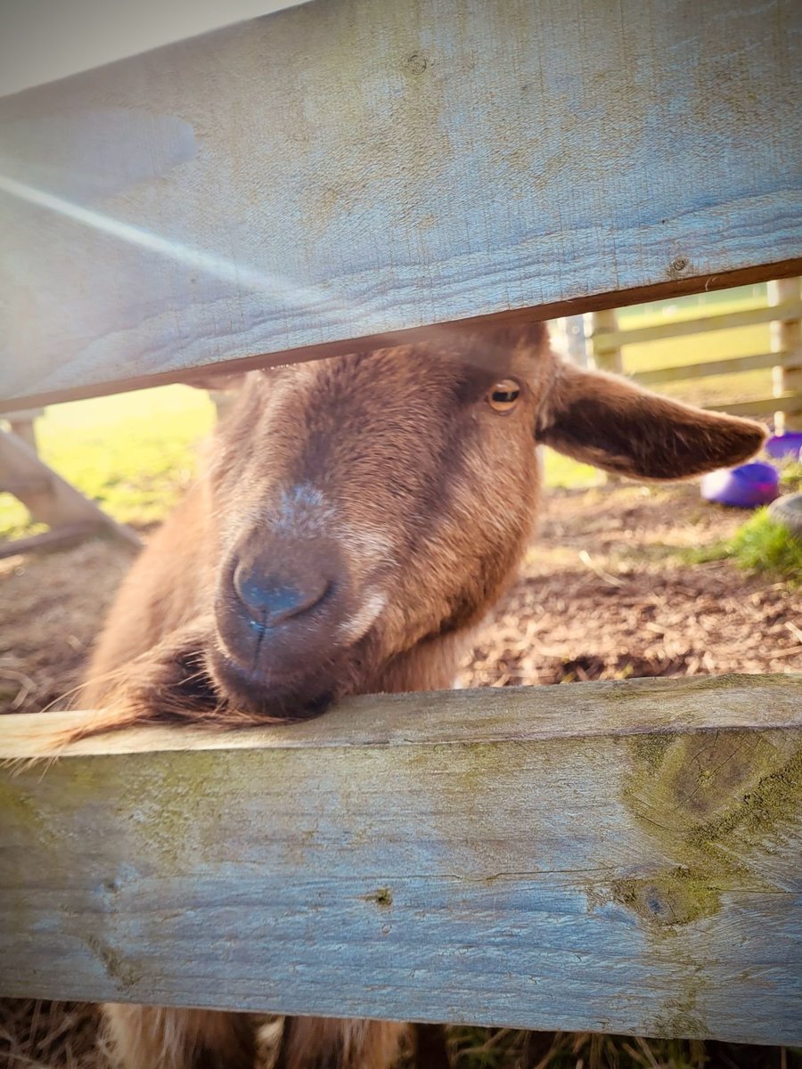 Fulham Cross Girls' School (@fulhamcross) on Twitter photo 🚜🐄 Our KS3 students had an amazing week at @BrymoreAcademy, experiencing life on a 32-hectare farm! 🌿🐖
Alongside <a href="/FulhamCrossAcad/">Fulham Cross Academy</a>, our girls spent three nights in Somerset, getting hands-on with animals & learning practical skills in a unique setting. 🌾 #BeyondTheClassroom 🚜🐄 Our KS3 students had an amazing week at @BrymoreAcademy, experiencing life on a 32-hectare farm! 🌿🐖
Alongside <a href="/FulhamCrossAcad/">Fulham Cross Academy</a>, our girls spent three nights in Somerset, getting hands-on with animals & learning practical skills in a unique setting. 🌾 #BeyondTheClassroom