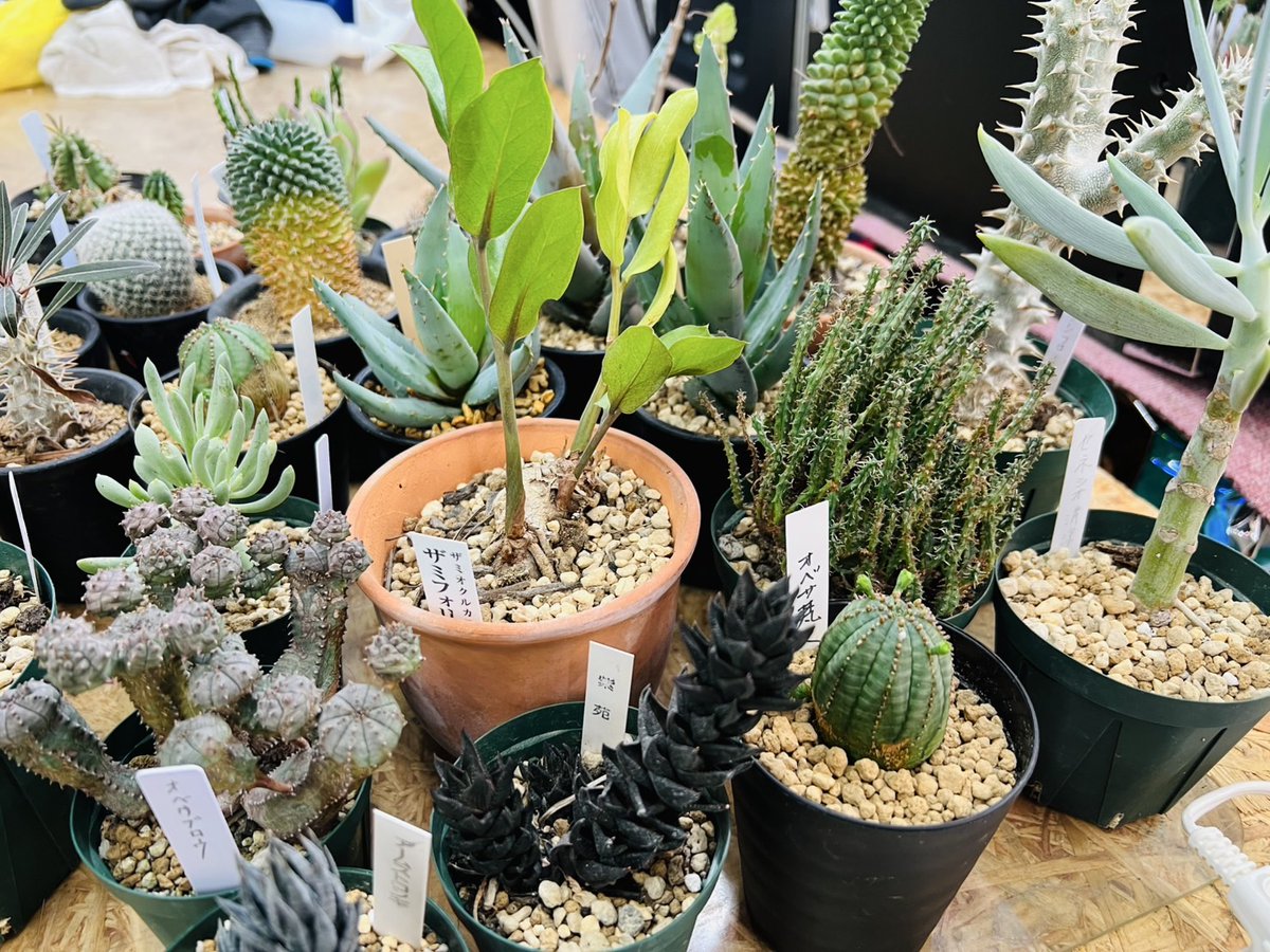 愛品館 千葉店 (@aihinchiba) / Posts / X