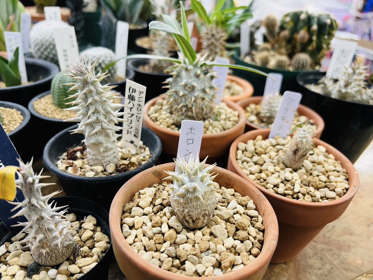 愛品館 千葉店 (@aihinchiba) / Posts / X