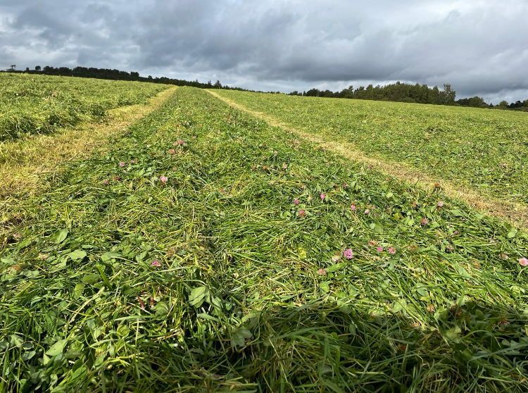 Looking for a grass crop that's: 

🐮 Suitable for silage or intensive grazing 
🌱 Produces large root masses 
📈 Vigorous and palatable 

Click here to read more about our short-term mixtures 👉buff.ly/4hWhV5W