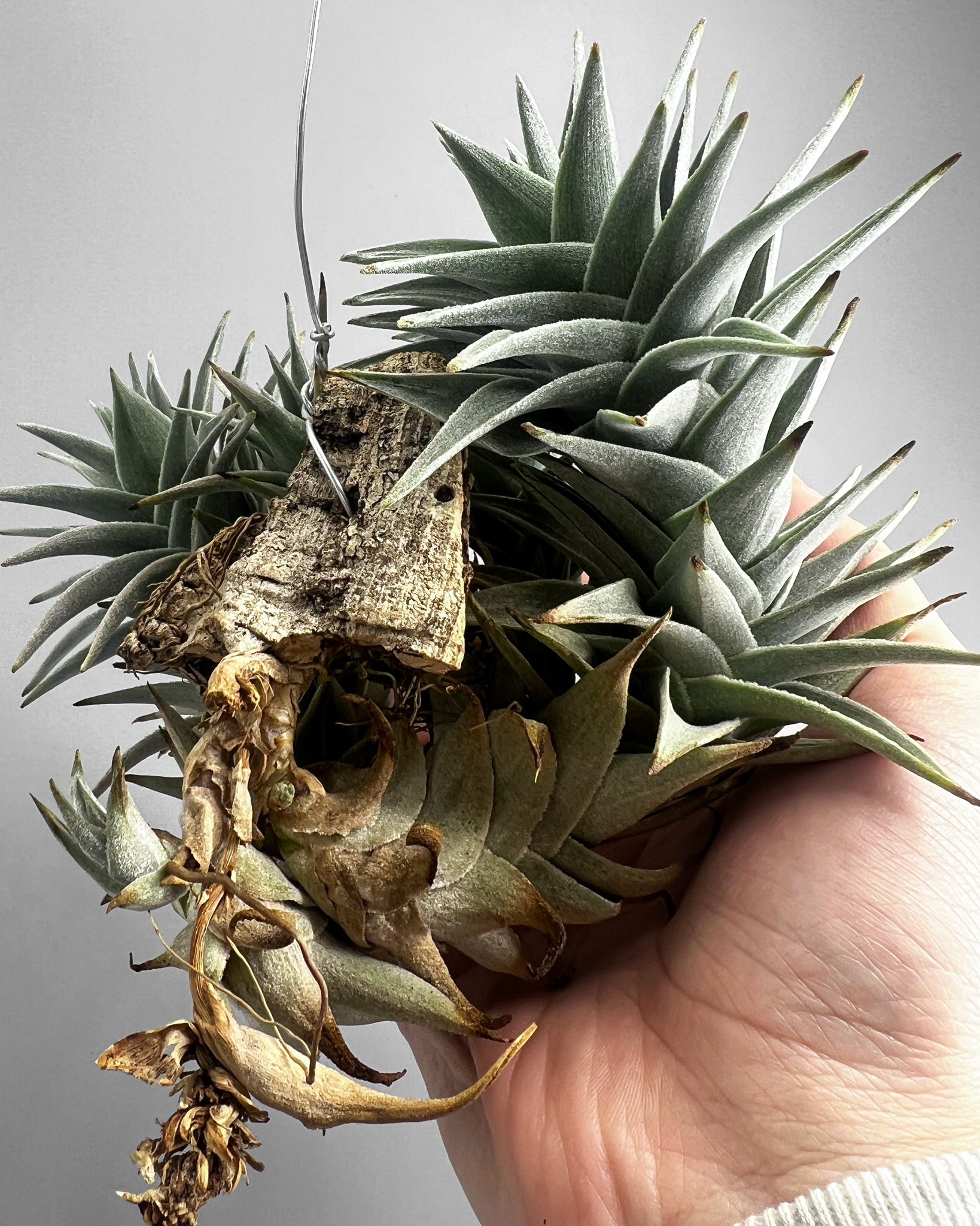 ビルベルギア カサブランカ Billbergia Casa Blanca | Plants Baka