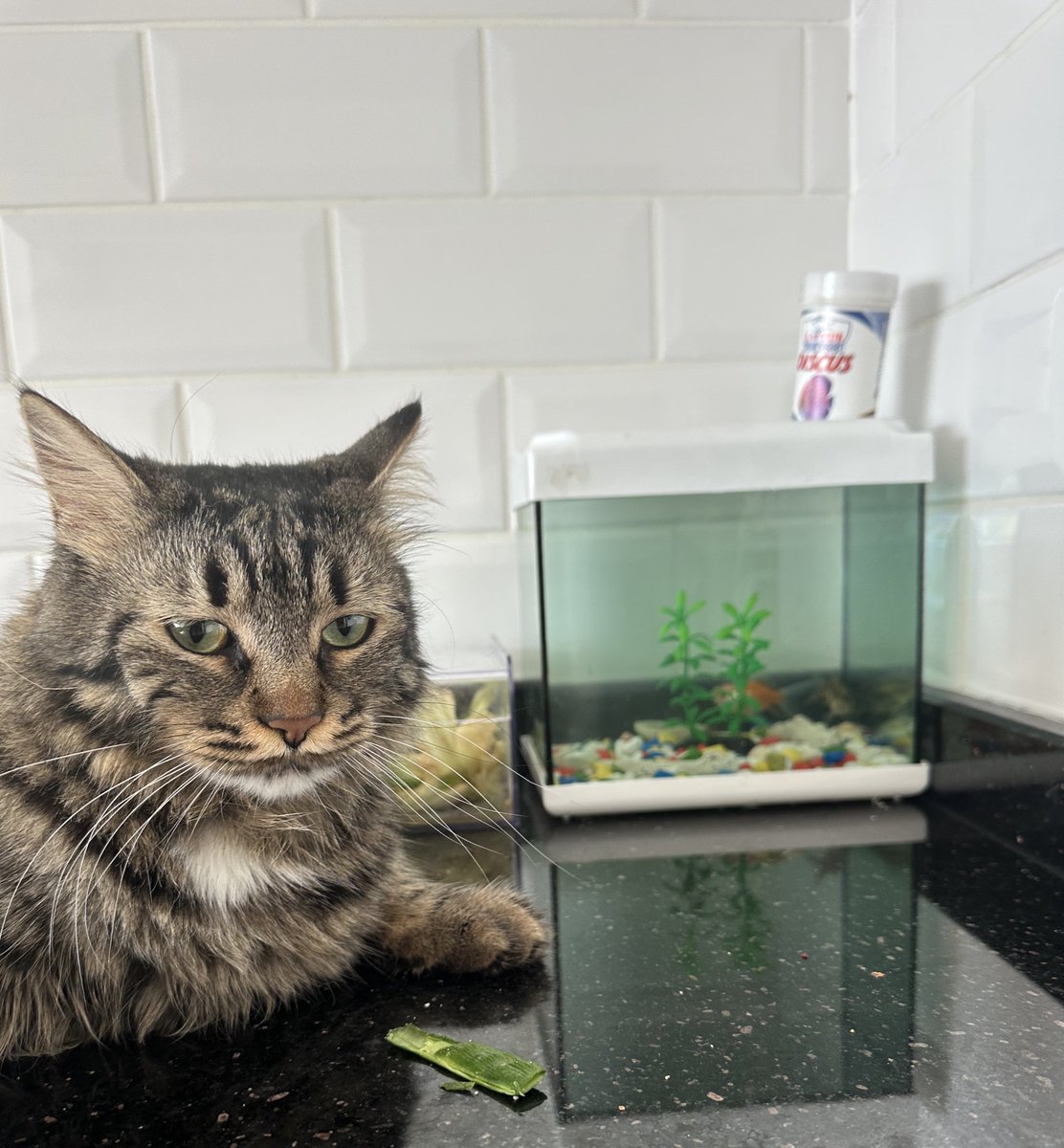 Nöbent tutuorum annesi diyer kidiler yemesim diyeme