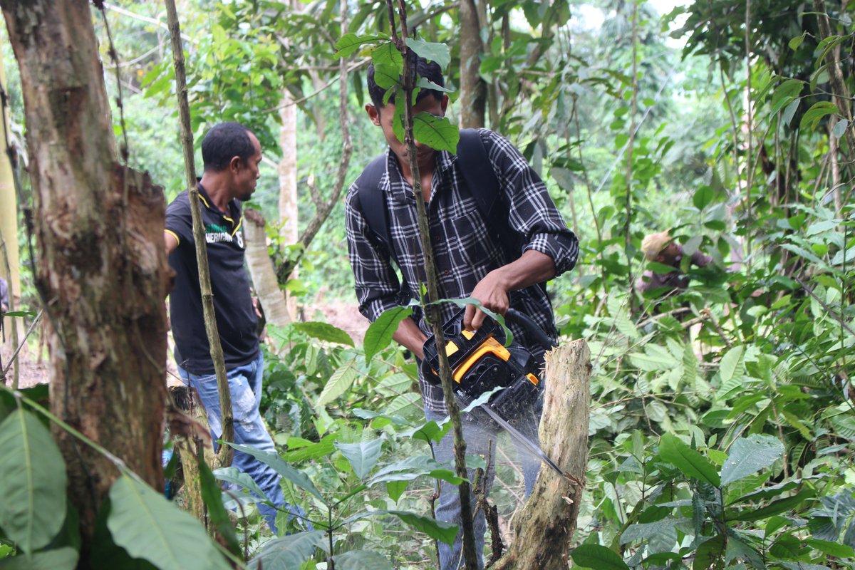 FFspdd's tweet image. The training activity on the coffee tree pruning microprogram was conducted for 40 participants from the municipalities of Manufahi and Ainaro, in the coffee plantation area of Comando, Dare, and was facilitated by the NGO RAEBIA Timor-Leste (22/02/2025).