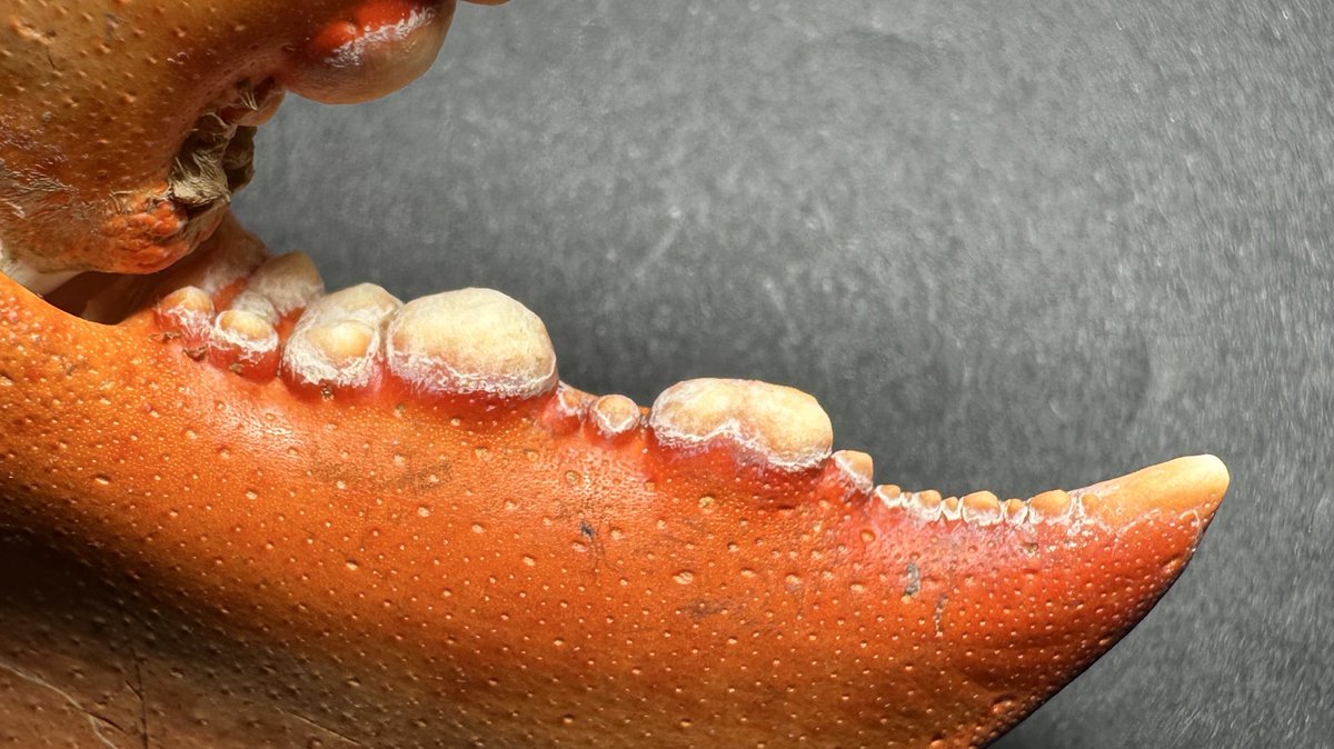 K0TSU_K0TSU's tweet image. 甲殻類のハサミの突起はそれぞれの食性や生態に適した形状になっていて、哺乳類の歯列と収斂進化的な感じで似通っているのが面白いんですよね

ズワイガニ→イルカ
アメリカオオエンコウガニ→キツネ
アメリカウミザリガニ→クマ
アカテノコギリガザミ→ラッコ

↓に対応する哺乳類の歯列画像貼ります