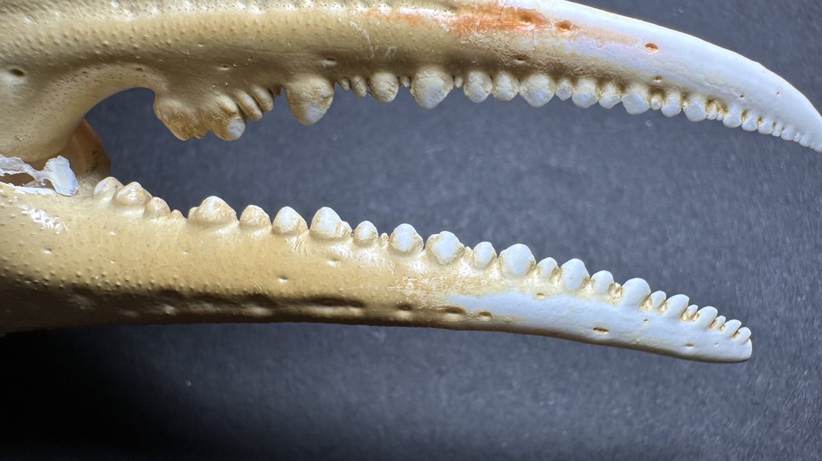 K0TSU_K0TSU's tweet image. 甲殻類のハサミの突起はそれぞれの食性や生態に適した形状になっていて、哺乳類の歯列と収斂進化的な感じで似通っているのが面白いんですよね

ズワイガニ→イルカ
アメリカオオエンコウガニ→キツネ
アメリカウミザリガニ→クマ
アカテノコギリガザミ→ラッコ

↓に対応する哺乳類の歯列画像貼ります