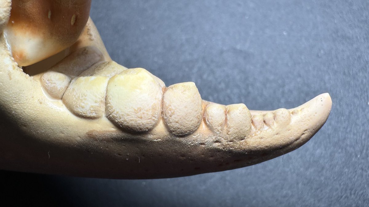 K0TSU_K0TSU's tweet image. 甲殻類のハサミの突起はそれぞれの食性や生態に適した形状になっていて、哺乳類の歯列と収斂進化的な感じで似通っているのが面白いんですよね

ズワイガニ→イルカ
アメリカオオエンコウガニ→キツネ
アメリカウミザリガニ→クマ
アカテノコギリガザミ→ラッコ

↓に対応する哺乳類の歯列画像貼ります