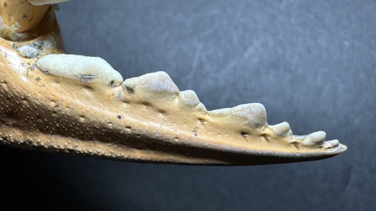 K0TSU_K0TSU's tweet image. 甲殻類のハサミの突起はそれぞれの食性や生態に適した形状になっていて、哺乳類の歯列と収斂進化的な感じで似通っているのが面白いんですよね

ズワイガニ→イルカ
アメリカオオエンコウガニ→キツネ
アメリカウミザリガニ→クマ
アカテノコギリガザミ→ラッコ

↓に対応する哺乳類の歯列画像貼ります