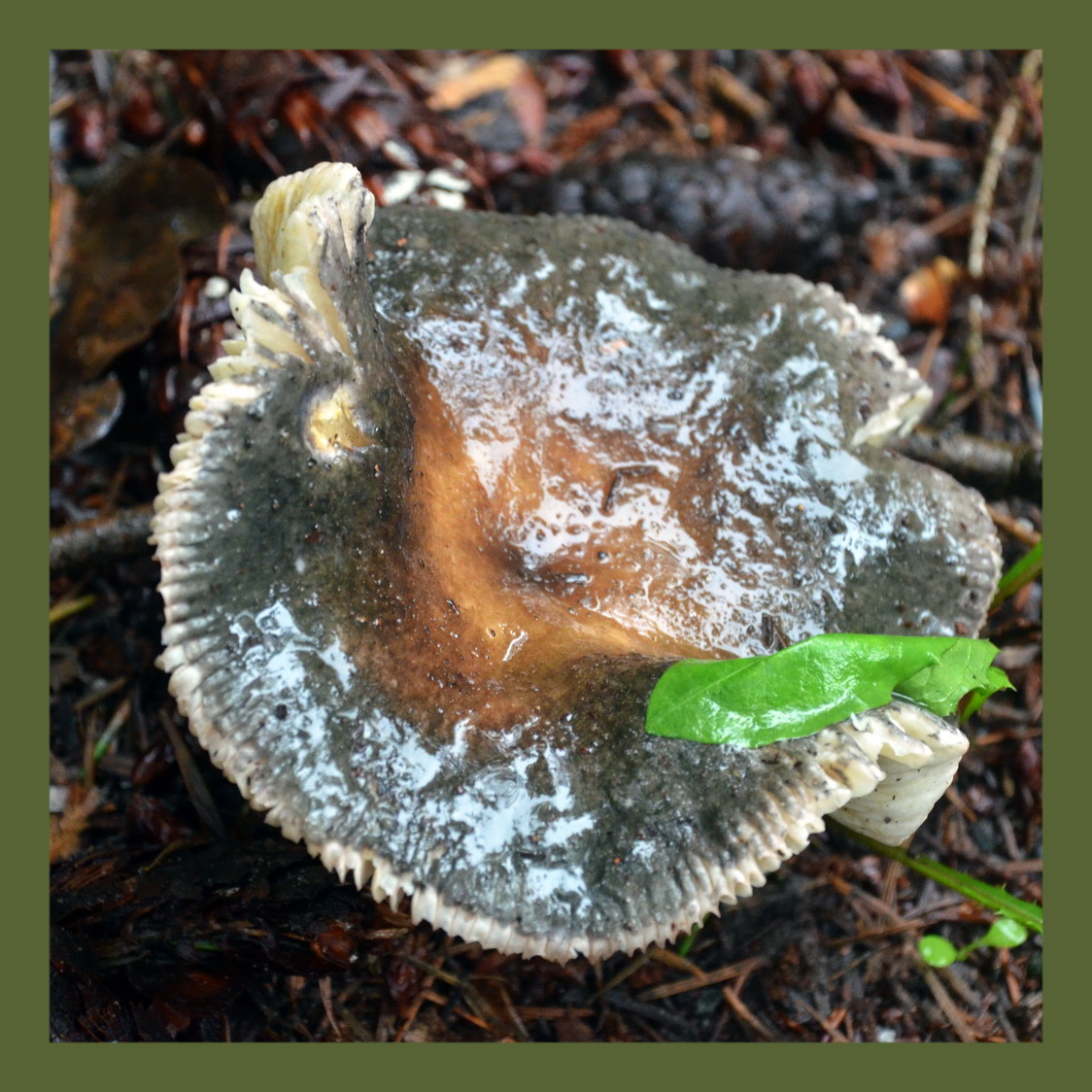 #KleurInDeNatuur dag 24 #DonkerMosgroen rgb 87 99 52. Je kunt de kleurstof maken met wede, wouw en ijzererts.  Zie alt-tekst voor uitleg over de foto