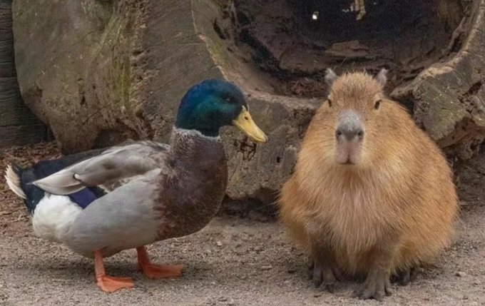 SurgeJess51's tweet photo. best friend 🦆 https://t.co/qWgf1Ew3Al