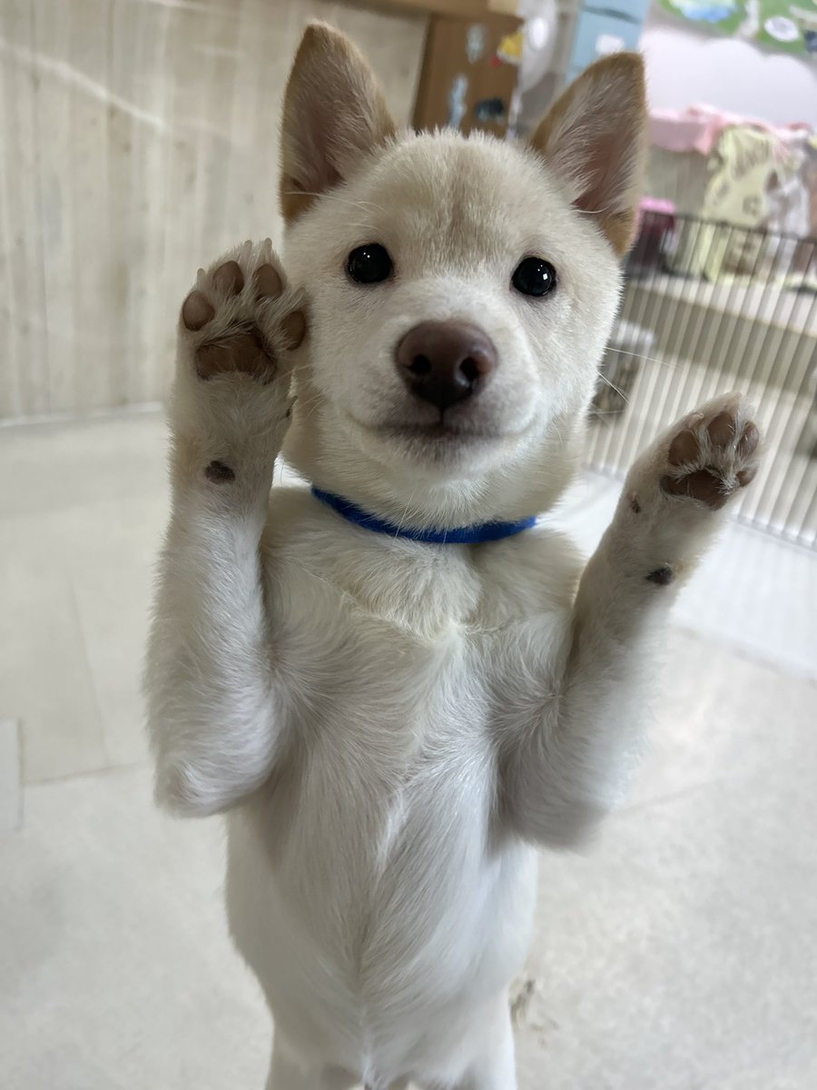 ハイタッチ会🐶