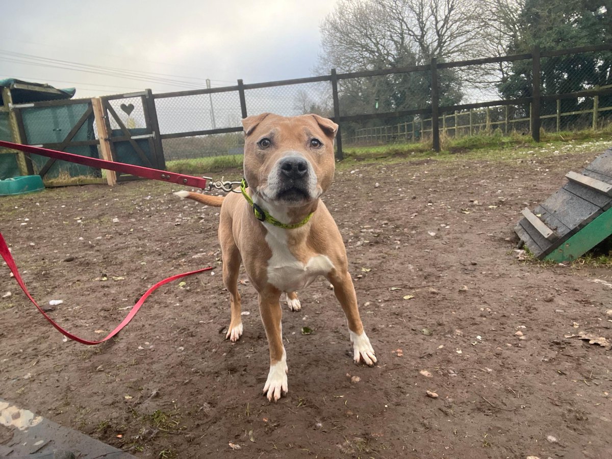 Meet Bruno, Wolverhampton Centre's Dog of the Week, seeking a forever home! 

This sweet pup adores canine pals and learns play with interactive toys. Although sometimes shy around his head, Bruno blossoms with gentle strokes, kind words, and tasty treats. If you’re patient an...