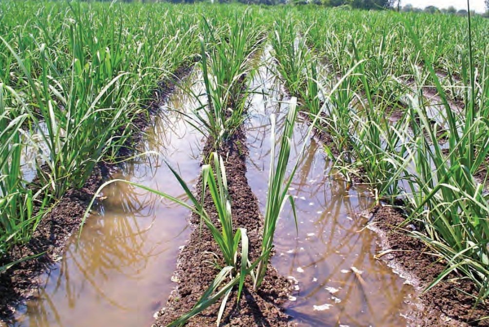 BDJade1's tweet image. Pictures are SELF EXPLANATORY.
Water and fertilizers r important inputs which contributes more to get more Sugarcane Production. Inputs Use Efficiency of both components is just 35- 40%. Hence #farmers gets low Sugarcane production under conventional #Sugarcane farming.
#AjitJisl