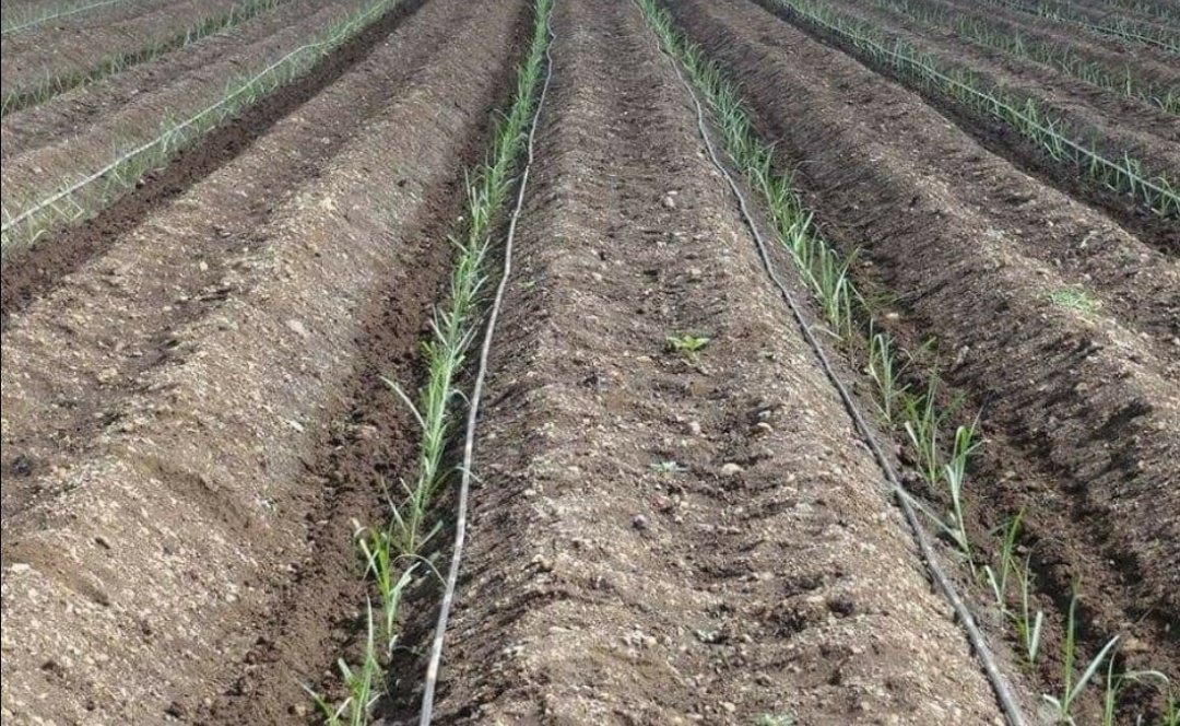 BDJade1's tweet image. Pictures are SELF EXPLANATORY.
Water and fertilizers r important inputs which contributes more to get more Sugarcane Production. Inputs Use Efficiency of both components is just 35- 40%. Hence #farmers gets low Sugarcane production under conventional #Sugarcane farming.
#AjitJisl