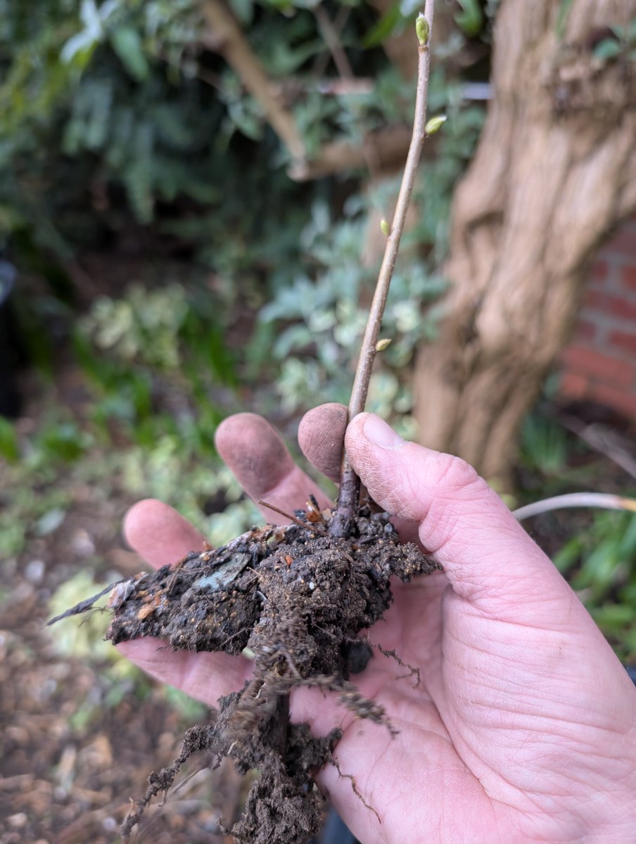 Moving Hazels. 

Originally planted by a squirrel which spent time here in the last few years, these Hazels are being transferred into a hedge in the orchard. 

I refer to this as a 'linear nut orchard'. Replaced an unproductive conifer hedge &amp; now gives an occasional nut crop.