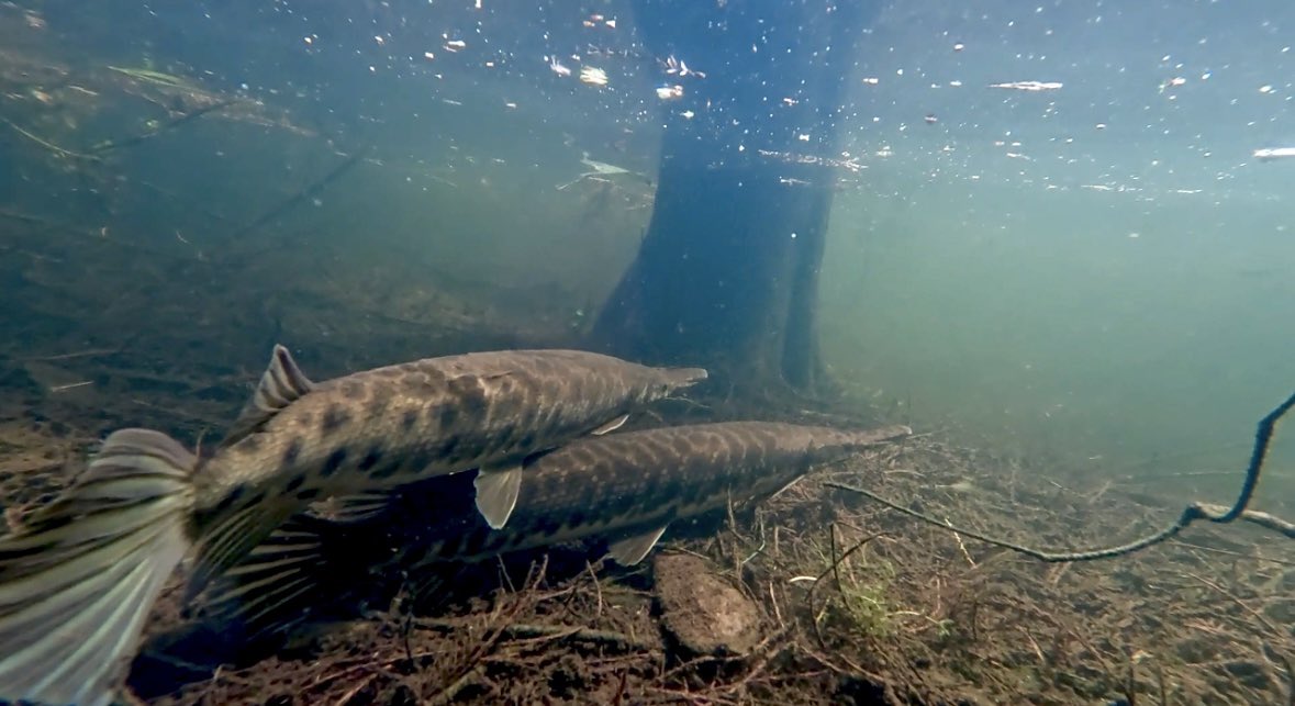 Dr. Solomon David tweet media