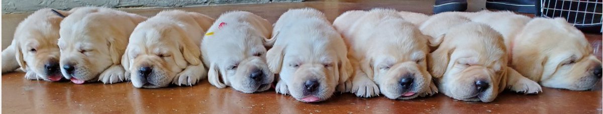 ziegenfusscw's tweet image. Are you down with the cuteness?
#HeroLabradors
#Servicedogs
#LabradorLove