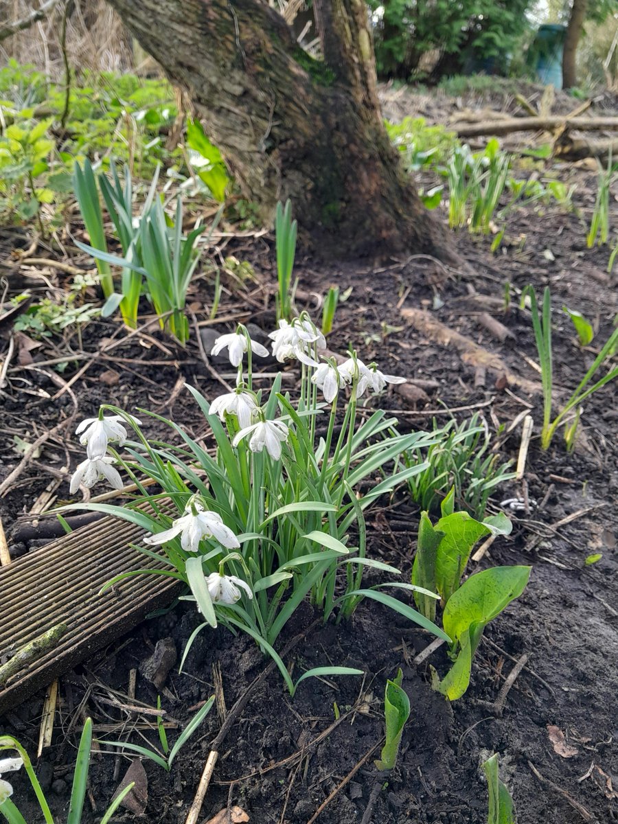 It has been lovely to have our beautiful Forest School site back open today after a short break. Our year 1 children enjoyed their session this afternoon. They spotted some early signs of spring and they did a scavenger hunt!