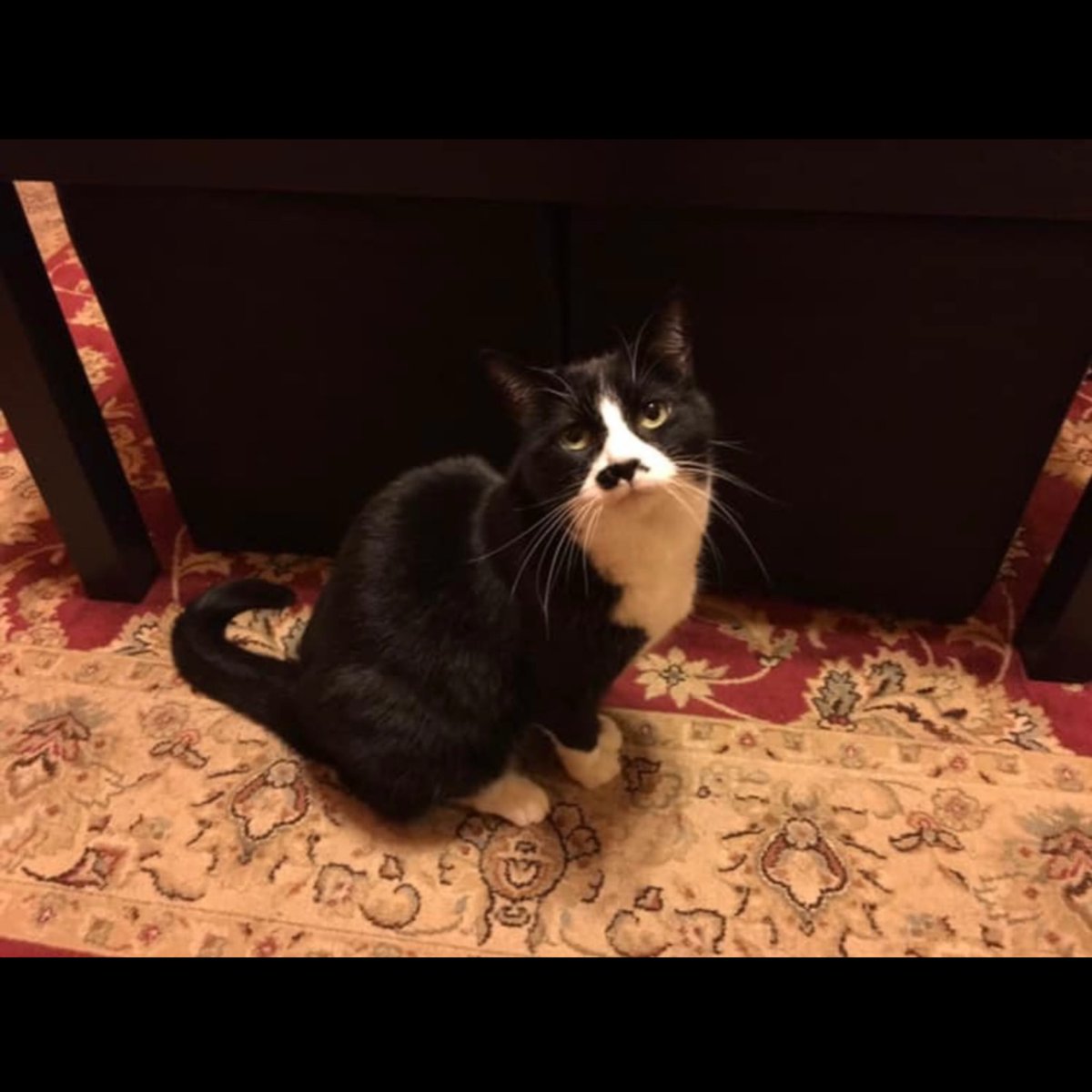 Today, my little girl turns 20. I’m so glad she made it! Here’s to wishing my Pumpkin a very happy birthday, and hopefully many more to come!

😻 #cat #cats #cats_of_world #catlovers #catloversclub #ilovemycat #CatsOfTwitter #blackandwhite #tuxedocat #tuxedocats #catslovers
