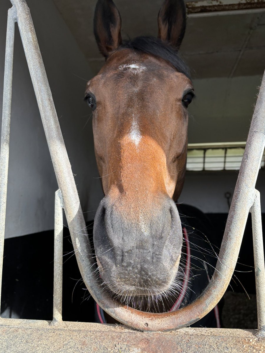 HorsesNCourses1's tweet photo. Couple of proper legends @RogerTealRacing taken this morning Oxted & Dancing Gemini , what a place Lambourne is, cannot wait to go back ๐ซถ#Lambourne #Valleyoftheracehorse https://t.co/h2OeJjcdY6