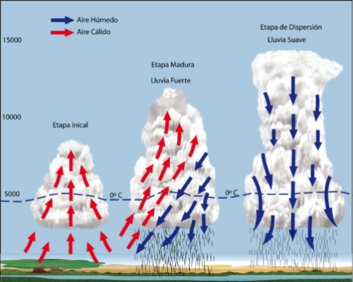 JuaniAyoroaOK's tweet photo. INFORMACION EXPLICATORIA
> Para llever un poco de tranquilidad e informacion a todos voy a explicar un poco que es lo que esta pasando en la atmosfera y como nos puede afectar a nosotros.
🥵 Estamos bajo una masa de aire calida y humeda, de caracteristcas tropicales. Esta masa de aire interactua con sistemas frontales en niveles medios y altos de la atmosfera (aprox entre los 3 y 15 km de altura).
⛈️ Esta interaccion favorece notablemente para la formacion de tormentas convectivas, algunas pudiendo evolucionar en un mesosistema.
> Que es un mesosistema?👇
⚡️ Un mesosistema  es un gran sistema de tormentas organizadas que pueden abarcar muchos kilometros y durar bastante. Un claro ejemplo de esto es la situacion que vivieron en el centro de la provincia en las ultimas horas, donde tuvieron un promedio de 150 mm en varias horas.
🗺️ Explicado esto, es muy dificil saber con exactitud donde, como y cuando se va a formar una tormenta. Los proximos 6/7 dias vamos a estar bajo estas condiciones. Los modelos dan, hasta el domingo, entre 80 y 140 mm en nuestra región.
> Hoy estamos al limite, pero ya a partir de la madrugada este sistema se movera hacia el norte, por lo que a partir de mañana aumentan un poco mas la probabilidad de algun evento fuerte, por ahora no se prevee severidad... veremos mañana que se logra formar y donde...
🖼️ Les dejo una foto con una breve y sencilla explicacion de como se forma una tormenta convectiva.
📣 Si pueden difundir, mejor asi llegamos a mas gente!
#LaPlata #Clima #Pronostico #tormentas #Verano #mesosistema