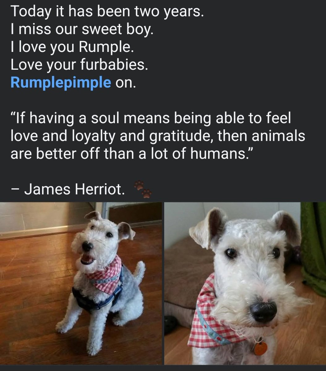 ❤️ Rumplepimple ❤️