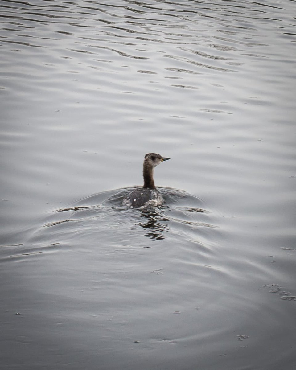 Russell J. Watkins tweet media