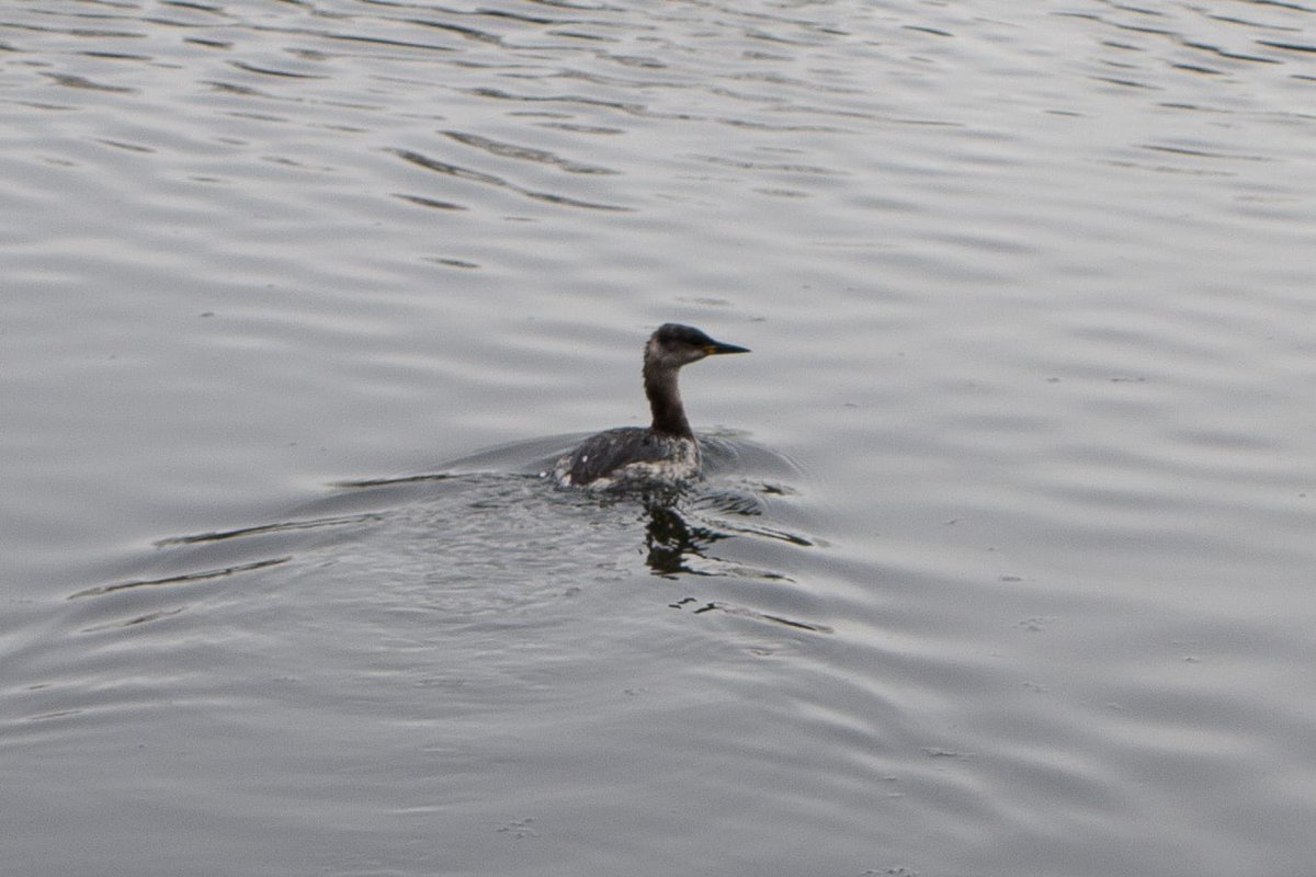 Russell J. Watkins tweet media