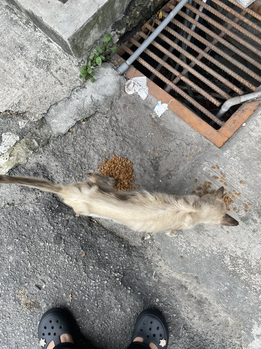 salam &amp; hi semua. 

semoga post saya ni reach ramai orang. balik kerja tadi saya ke 7e area rumah &amp; nampak kucing ni kurus keding sangat sangat. saya tak sampai hati nak tinggalkan &amp; tutup mata je biarkan dia. 

ada ke yang boleh bantu saya utk raise fund bawa ke vet? 🙏🏻🙏🏻