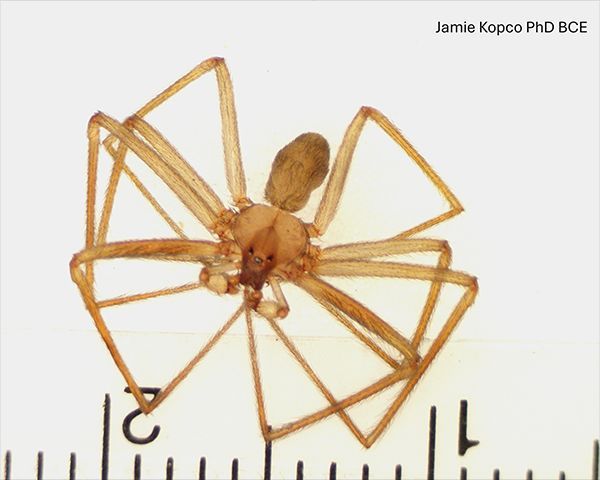 Invasive species are organisms that spread from their original range, creating destructive populations in new areas. Early detection is key for control. Spot a new insect or weed? Send a specimen to your extension service for ID. More info: buff.ly/4gG417e