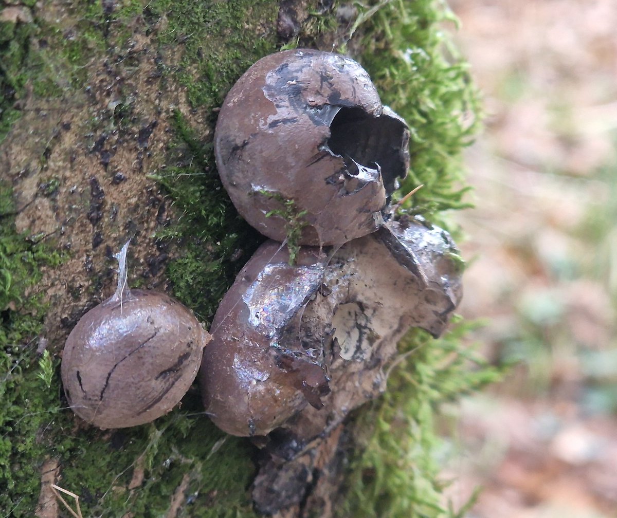#FunghiOfTheDay is this, the rare Alien Chestburster mushroom.