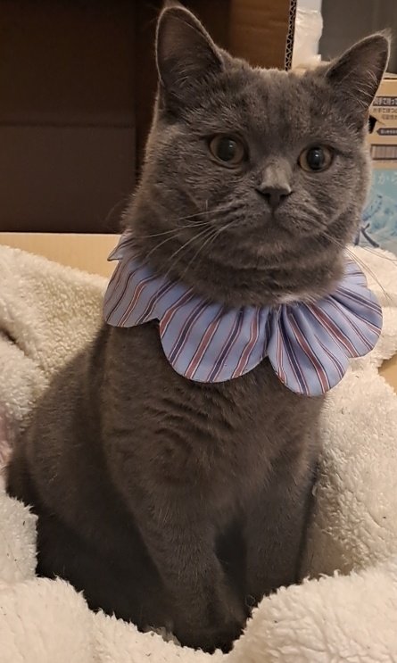AnnaMint_chan's tweet photo. 一昨日買ったザビエル首輪、気に入ってくれてるみたい(＊’͜’ )ʕ𐭩
🐈‍⬛⸒⸒⸒⸒🐾❤︎
#ねこ休み展 https://t.co/CDKLiDj5Mi
