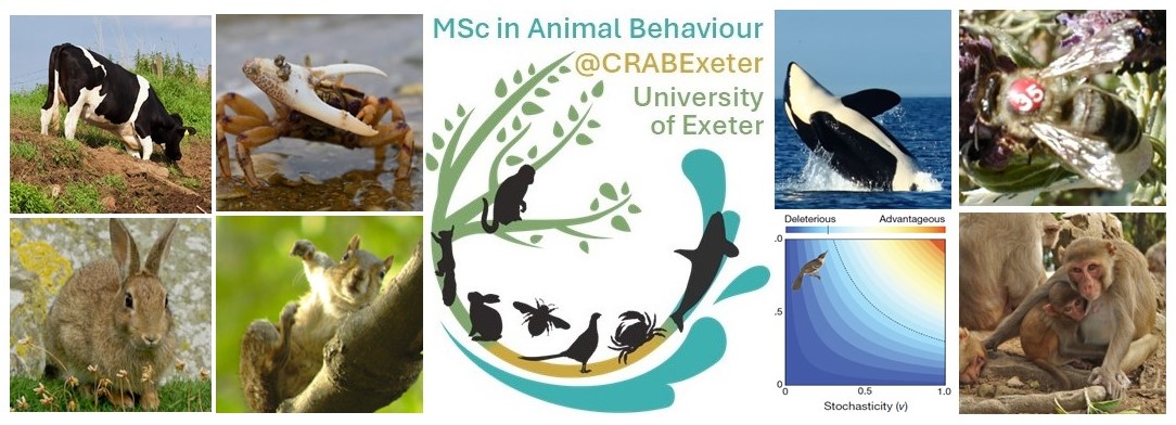 Andy D Higginson (@andydhigginson) on Twitter photo Do you want to study for an #MSc in #AnimalBehaviour with world-leading researchers in a lovely city? We are recruiting! exeter.ac.uk/study/postgrad……. Come learn and work with
<a href="/CrabExeter/">CRAB</a>
exeter.ac.uk/research/group……. Contact me for March's online open day experts.exeter.ac.uk/24840-andrew-h… Do you want to study for an #MSc in #AnimalBehaviour with world-leading researchers in a lovely city? We are recruiting! exeter.ac.uk/study/postgrad……. Come learn and work with
<a href="/CrabExeter/">CRAB</a>
exeter.ac.uk/research/group……. Contact me for March's online open day experts.exeter.ac.uk/24840-andrew-h…