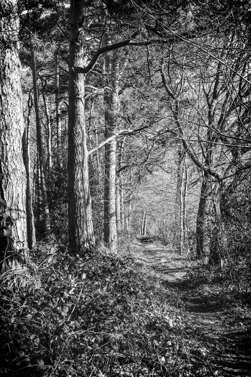A path through the woods
#16acrewood #fsprintmondays #appicoftheweek