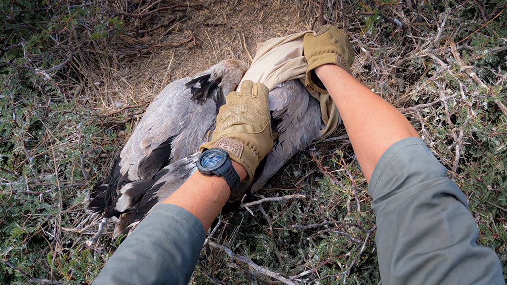 Bonne_de_Bod's tweet image. Dispatch From The Field:
Look at them! Two beautiful secretary bird chicks... and rather big I have to add! 
Both are carefully removed by the researcher from Birdlife SA. The aim is to ring them as well as fit a GPS tracker, after which they will be put back in the nest. This…