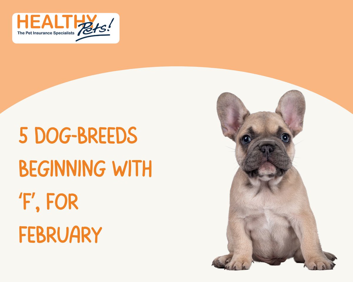 Healthy Pets Insurance tweet media