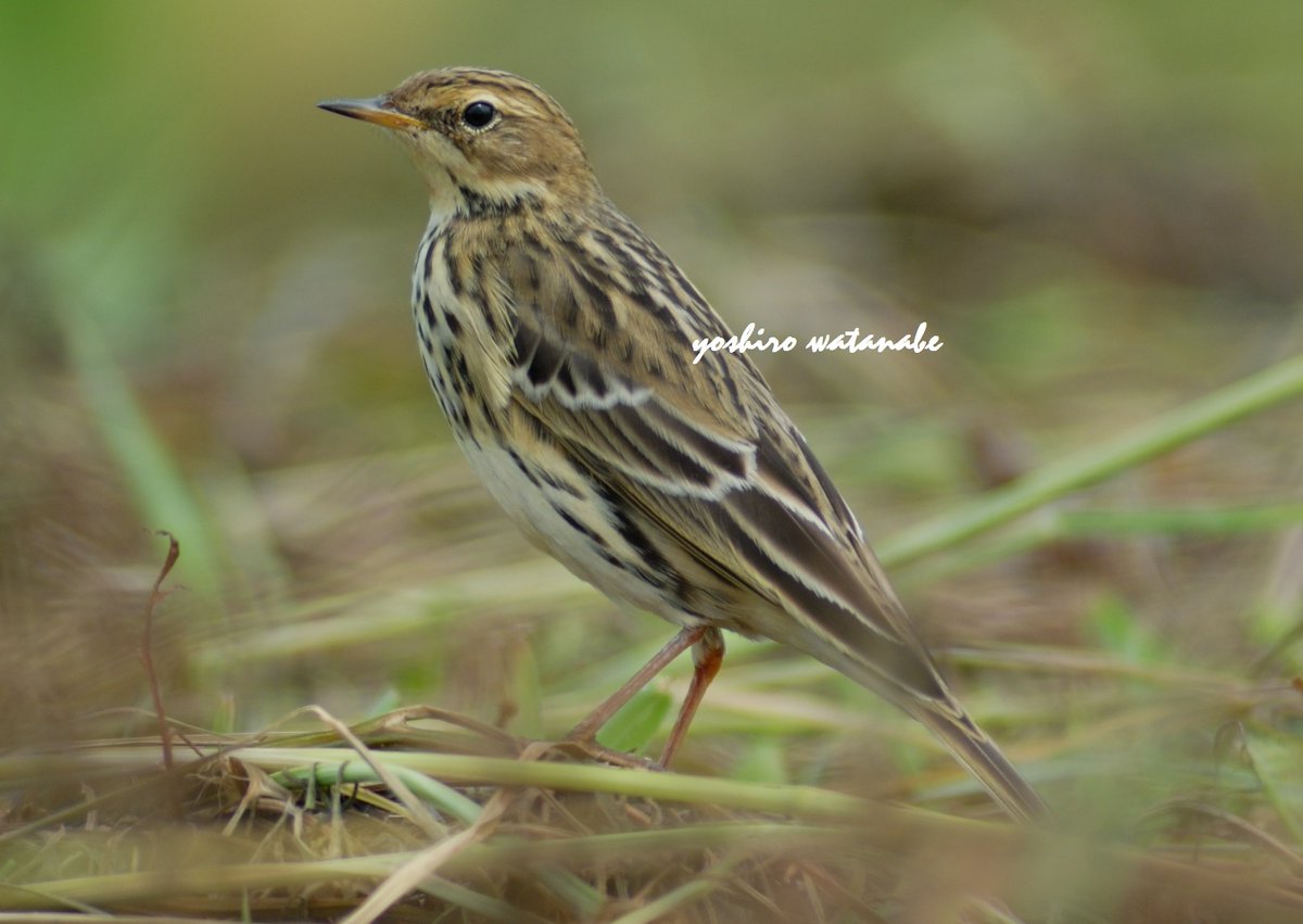 似たもの同士.Similar birds.(上段:左)シベリアジュリン(右)オオジュリン(下段:左)マキバタヒバリ(下段:右)ムネアカタヒバリ(Upper row:Left)Pallas's Reed Bunting(right)Common Reed Bunting(Lower row:Left)Meadow Pipit(right)Red-throated Pipit.#birdphotography #wildlifephotography #野鳥
