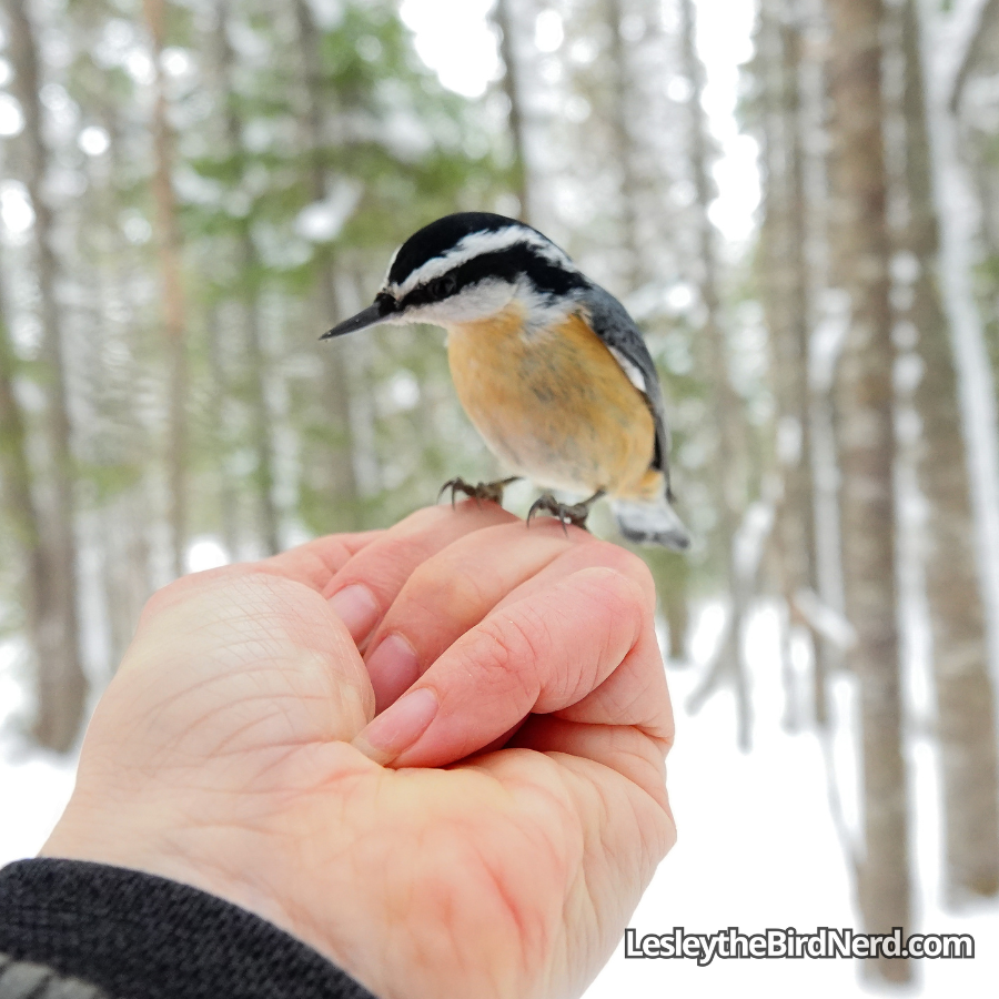 Pumpkin is so cute in this pic. He's a little impatient. 😅 Always perches on my hand before I have it opened and ready for him.  Look at those little feet and that cute everything 🥰