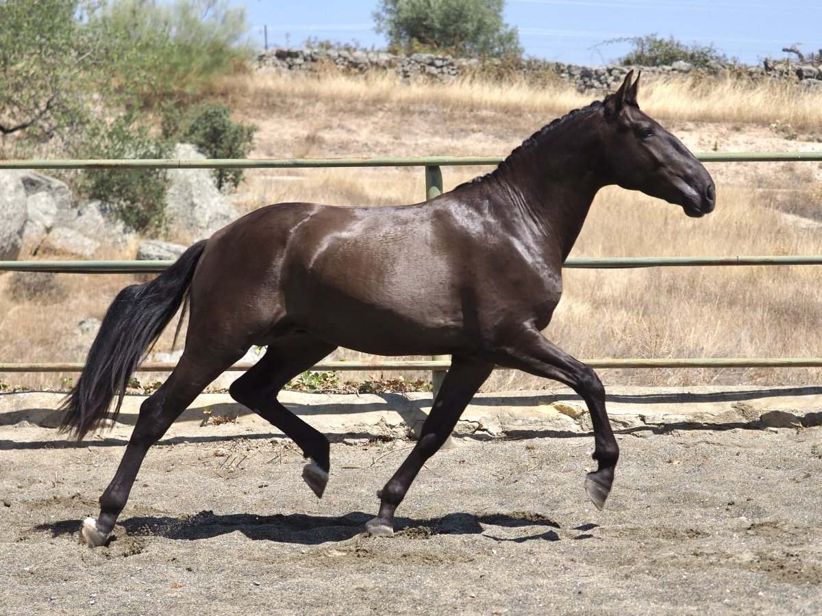 iberianhorses's tweet photo. One of our black horses in training now.  He is a nice prospect, basic ridden. 
We believe that he will be a safe and versatile horse for any discipline.

📧info@iberianhorses.es
☎️+34 609858867

#caballospre #prehorses #prepferde #precavalli #caballosenventa #pferdezuverkaufen https://t.co/vsVq8TyvNj
