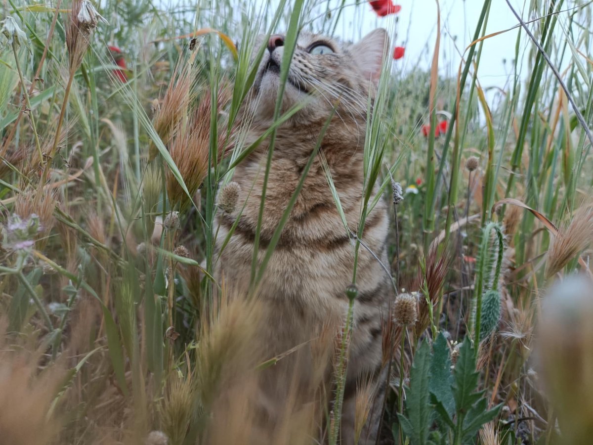 Its_hiidaya's tweet photo. My batotyy🥹💗

#thatgirl #growup #girls #motivation #habits #healthylifestyle #softgirl #selfcare #butifullgirl #best #glowingskin #glowup #hijab #fun #algeria #ray #gym #Cat #cats https://t.co/OEJAyFl537