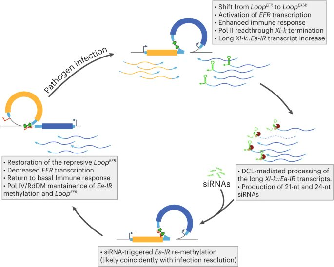 #MustRead 👇

Transposon-triggered epigenetic chromatin dynamics modulate EFR-related pathogen response <a href="/manavellalab/">Pablo Manavella</a>  nature.com/articles/s4159…