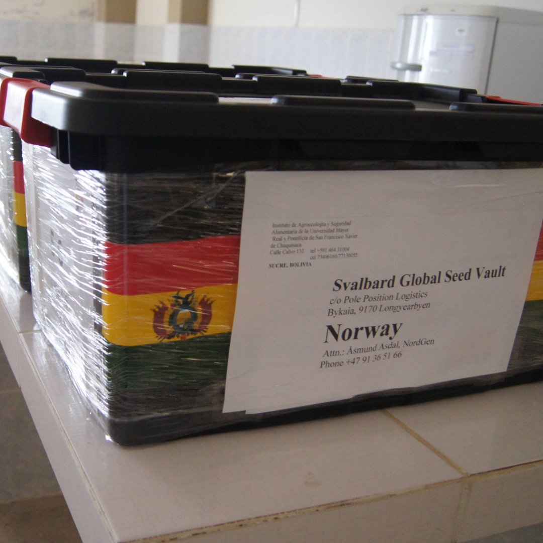 Since its launch, the #BOLDProject has supported 42 genebanks in 30 countries, helping them regenerate, clean and conserve seeds in the Svalbard <a href="/GlobalSeedVault/">Svalbard Seed Vault</a>. 

🌽 In Bolivia, BOLD is helping preserve traditional maize varieties like purple (Kulli), speckled (Janka), yellow,