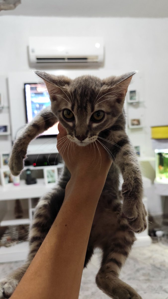 Trd_fps's tweet photo. Guys, não sou de pedir ajuda, mas gostaria de pedir a ajuda de todos que verem isto. Eu achei um gatinho na rua, preciso de dinheiro pra cuidar e levar no veterinário pra fazer os testes de doenças e vacinas, e infelizmente eu to bem mal de grana e sem clientes pra editar vídeo + https://t.co/pq3FrxFQas