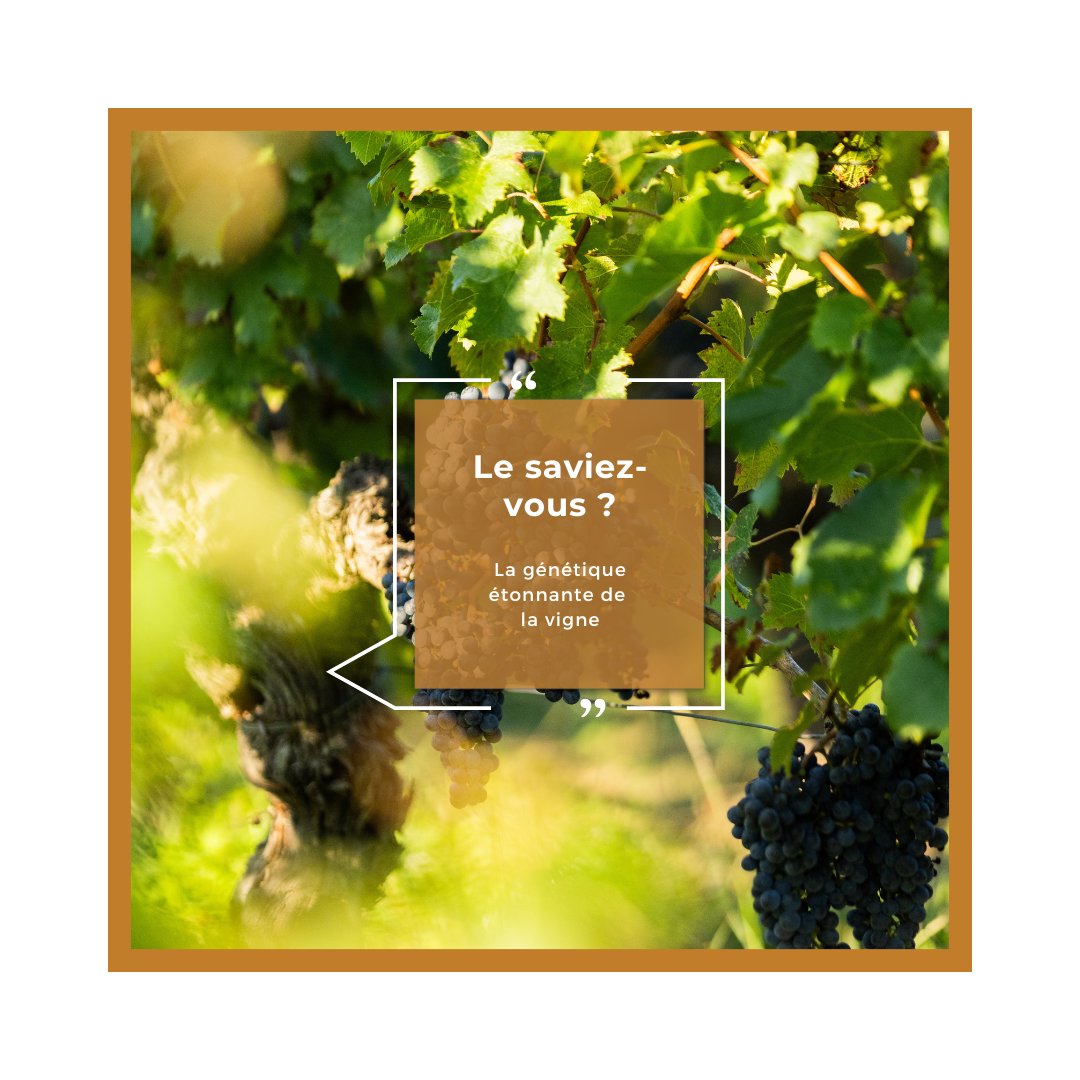 🇫🇷 {LA GÉNÉTIQUE ÉTONNANTE DE LA VIGNE}
Le génome de la vigne est bien plus riche que celui de l’être humain, avec près de 30 000 gènes, contre un peu plus de 20 000 pour nous ! 🍷