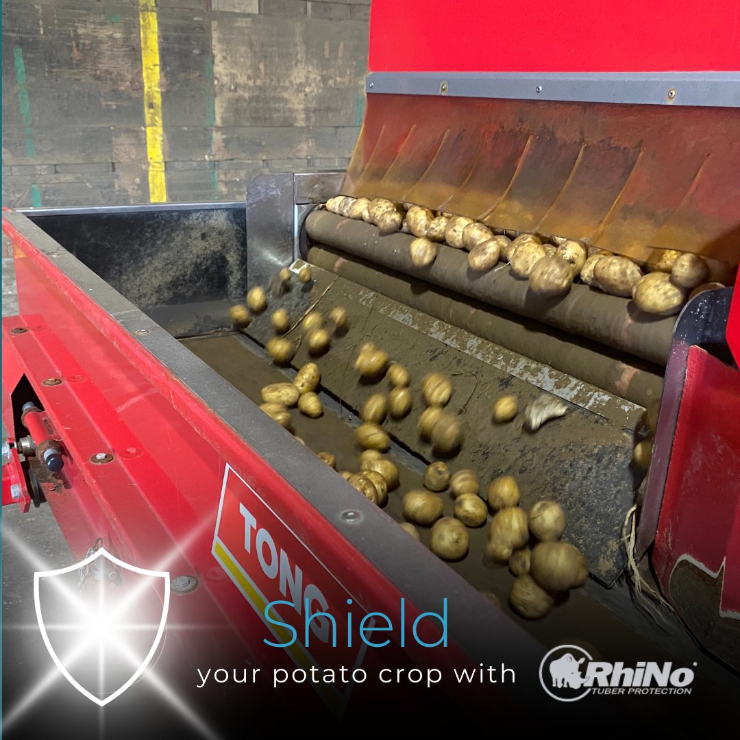certis_belchim's tweet photo. Rhizoctonia can survive for long periods on crop debris and in the soil as sclerotia and mycelium but also overwinters in a dormant state on potato #tubers. Extending the time between #PotatoCrops can reduce the fungus's levels. #Potato #Tubercare #FarmingUK https://t.co/Zzcu6qXzPo