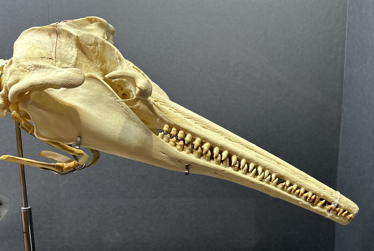 アマゾンカワイルカの頭骨 ハクジラ類は全ての歯がほとんど同じ形状を