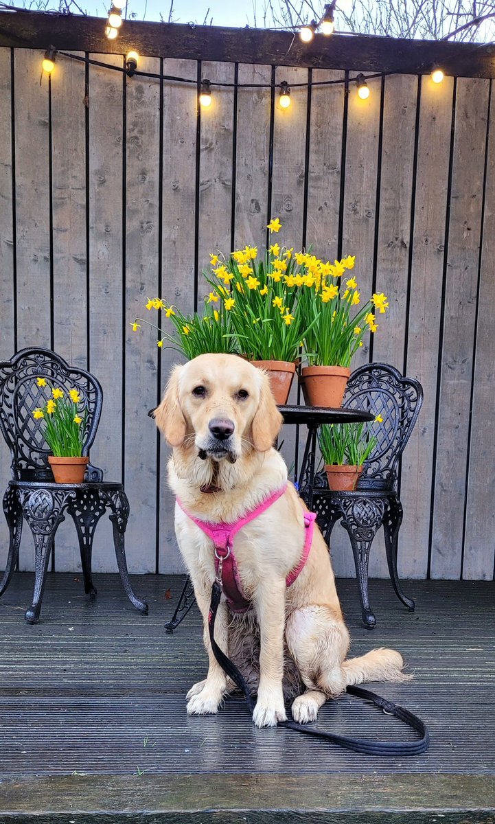 Back to work with the pooch today, and there are definite clues that spring is on the way in our kitchen garden <a href="/chewtonglen/">Chewton Glen</a> 
#spring #daffodils #chewtonglen #goldenretriever #outdoors #nature #garden #gardener #GardenersWorld