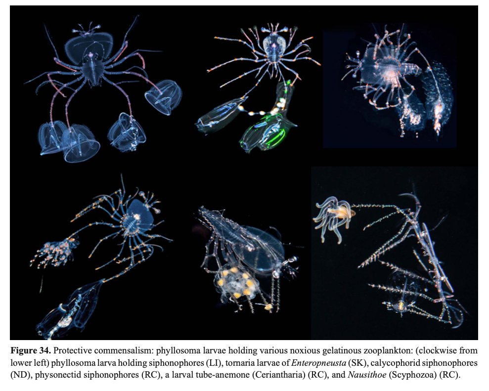A fascinating paper investigating circumstantial evidence that suggests one of the ways that some pelagic fish larvae avoid predation is by Batesian mimicry of unpalatable, and/or low- caloric-value invertebrates, primarily cnidarians &amp; ctenophores.
🔓 zenodo.org/records/148895…