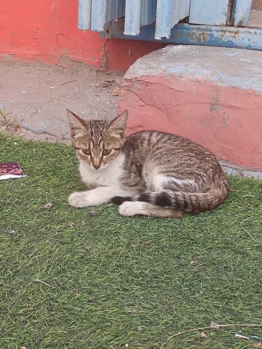 路边的猫猫好可爱！！！