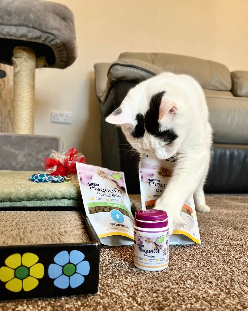 Did you know? 

Cats wild ancestors used teeth for slicing through prey (which is why they aren’t instinctually inclined to chew food), meaning their teeth need extra TLC!

Luckily, ProDen PlaqueOff will help keep their teeth nice and healthy without any chewing needed! 😺✨